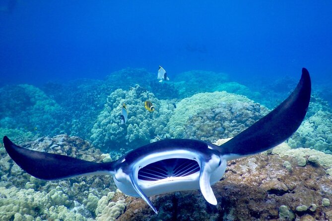 Sunset and Manta Ray Snorkel Adventure - Is the $154.51 Price Fair?