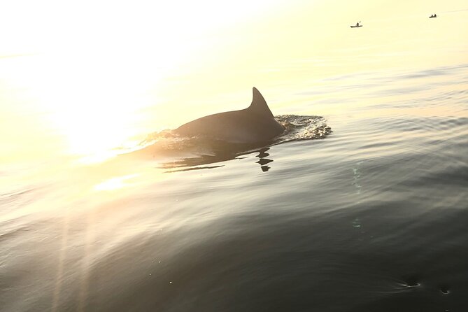Sunset Dolphin Kayak Tours - A Gentle Introduction to Kayaking