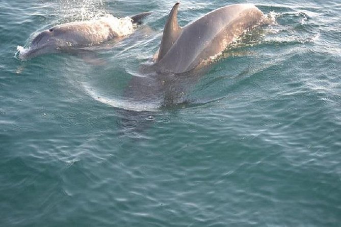 Sunset Dolphin Sail Aboard the Footloose Catamaran - Why This Sunset Sail Works So Well