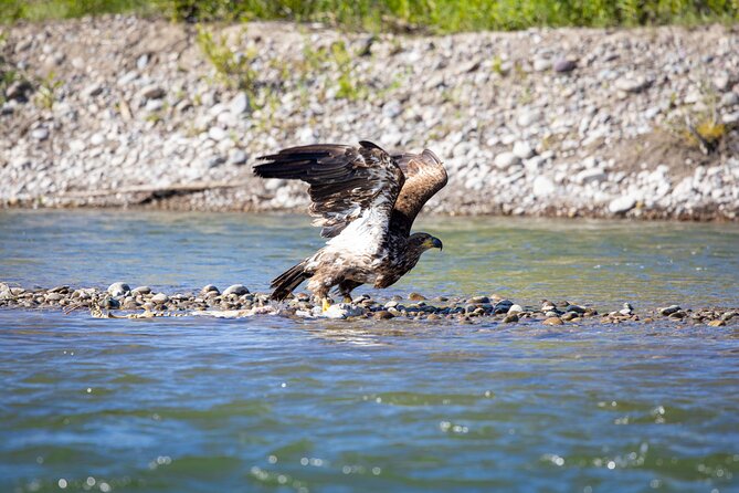 Tetons and Snake River Scenic Float Trip In Jackson Hole - Wildlife watching: expect eagles before moose