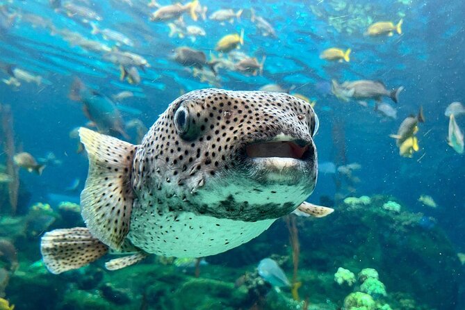 The Florida Aquarium in Tampa General Admission - Starting at The Florida Aquarium in Downtown Tampa