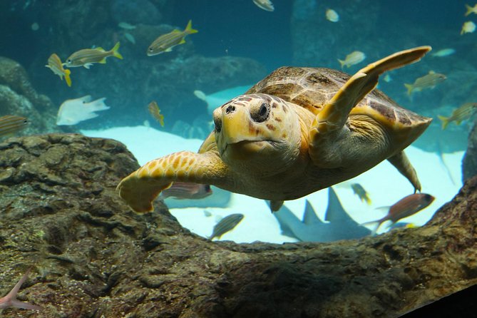 The Florida Aquarium in Tampa General Admission - How Long Should You Plan to Stay?
