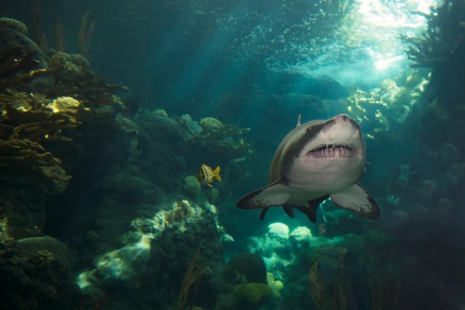The Florida Aquarium in Tampa General Admission - Family Comfort, Crowds, and Accessibility