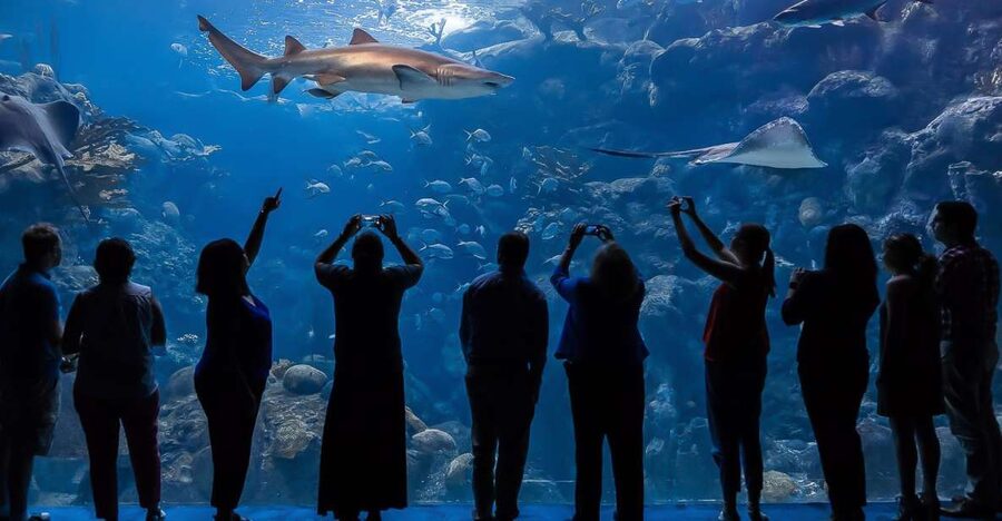 The Florida Aquarium Ticket - Key points to know before you go