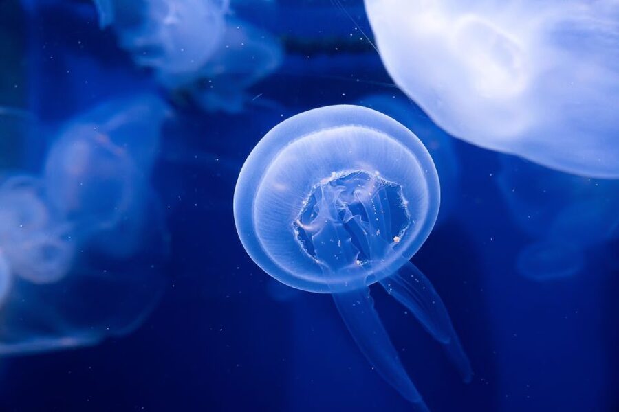 The Florida Aquarium Ticket - Three touch pools make this a hands-on visit