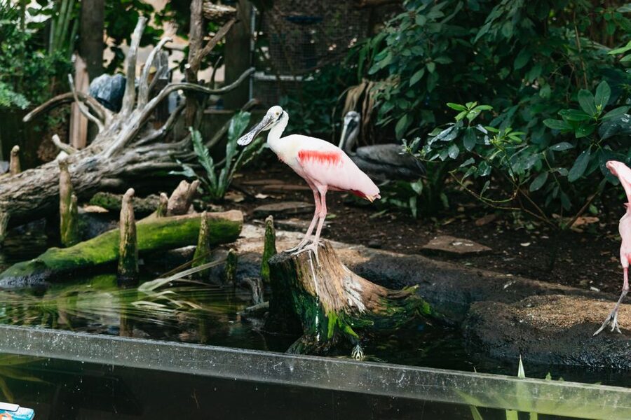 The Florida Aquarium Ticket - MORPHD explains how animals adjust to their surroundings