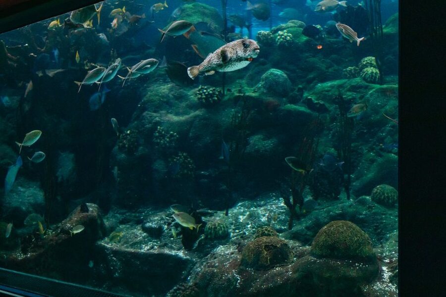 The Florida Aquarium Ticket - Educational presentations add structure to a self-guided visit