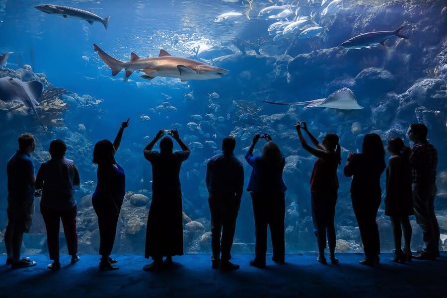 The Florida Aquarium Ticket - Florida wetlands, mangroves, and animals at tree level