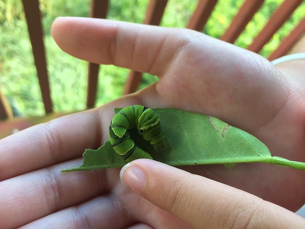 The Maui Butterfly Farm Tour - Why this small Maui farm is worth your time