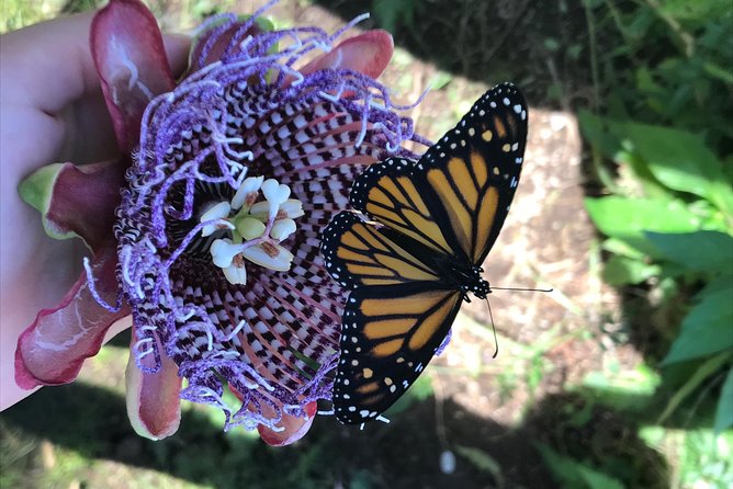 The Maui Butterfly Farm Tour - Entering the butterfly flight house