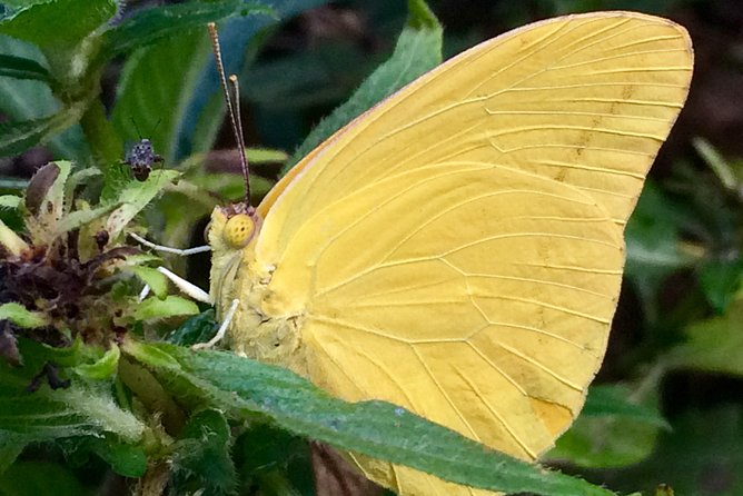 The Maui Butterfly Farm Tour - A 45-minute activity with real hands-on time