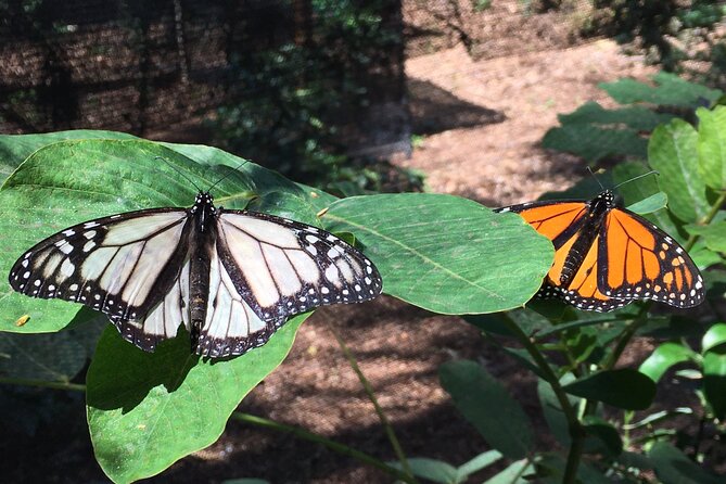 The Maui Butterfly Farm Tour - Conservation work behind the attraction
