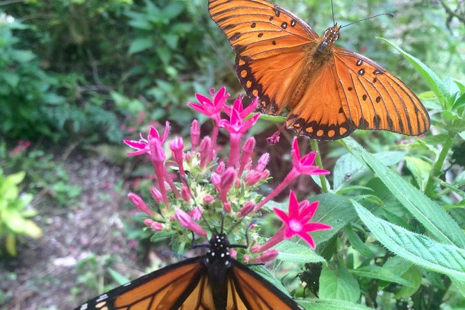 The Maui Butterfly Farm Tour - Who should book the Maui Butterfly Farm