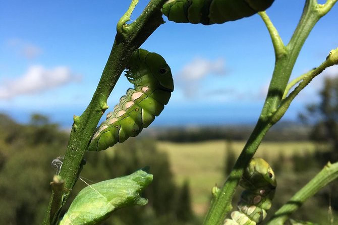 The Maui Butterfly Farm Tour - Booking, timing, and cancellation