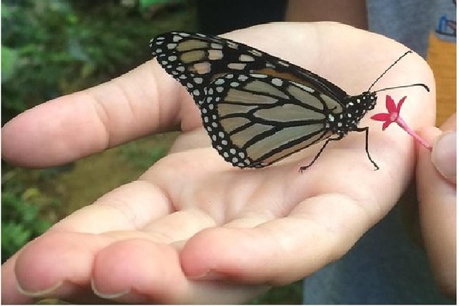 The Maui Butterfly Farm Tour - Starting at 737 HI-30 near Lahaina