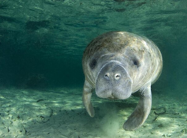 The 'OG' Manatee Snorkel Tour with In-Water Guide/Photographer - Key points before you book