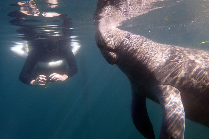 The 'OG' Manatee Snorkel Tour with In-Water Guide/Photographer - Why Crystal River is special for manatee swimming
