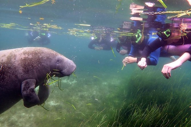 The 'OG' Manatee Snorkel Tour with In-Water Guide/Photographer - Floating near wild manatees