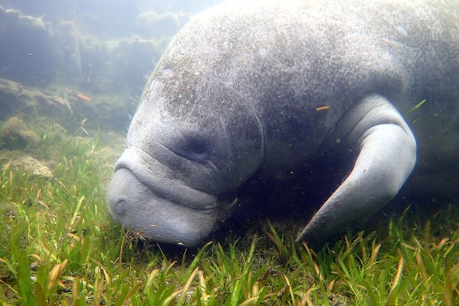 The 'OG' Manatee Snorkel Tour with In-Water Guide/Photographer - What the $76.07 price includes