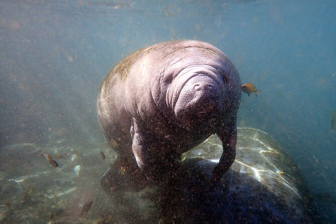The 'OG' Manatee Snorkel Tour with In-Water Guide/Photographer - Who will enjoy this tour most