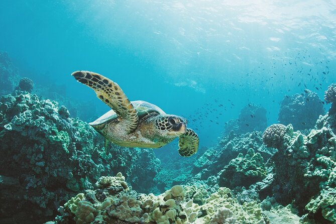 Turtle Canyon Snorkel Adventure in Waikiki, Oahu - What makes Turtle Canyon worth visiting