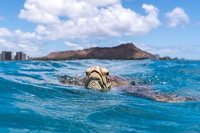 Turtle Canyon Snorkel Adventure - Small Group 6 Passengers - Snorkeling at Turtle Canyon
