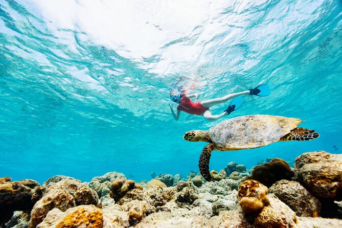 Turtle Canyon Snorkel Adventure - Small Group 6 Passengers - Why the six-person limit matters