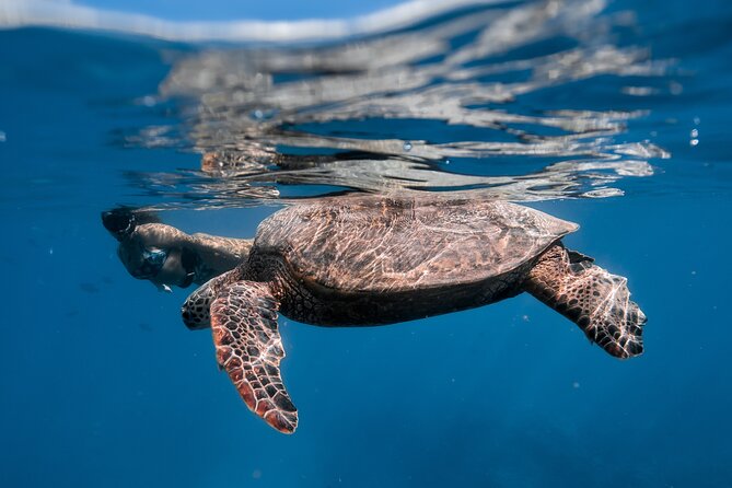 Turtle Canyon Snorkel: Semi Private Boat Tour - Fish, rays, dolphins, and the occasional seal