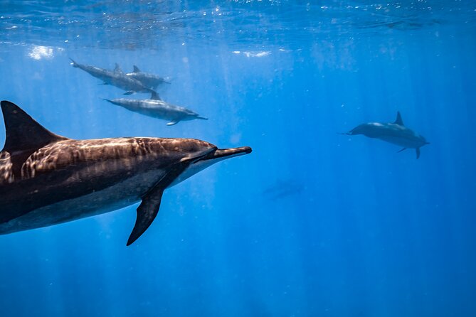 Turtle Canyon Snorkel: Semi Private Boat Tour - Why the guides matter more than the equipment