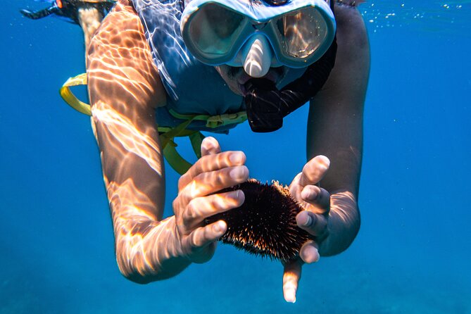Turtle Canyon Snorkel: Semi Private Boat Tour - Practical details for families and beginners