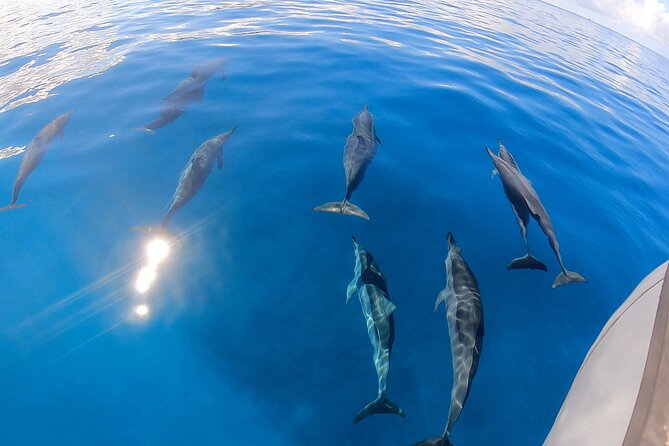 Turtle Canyon Snorkel: Semi Private Boat Tour - What the 90-minute schedule feels like