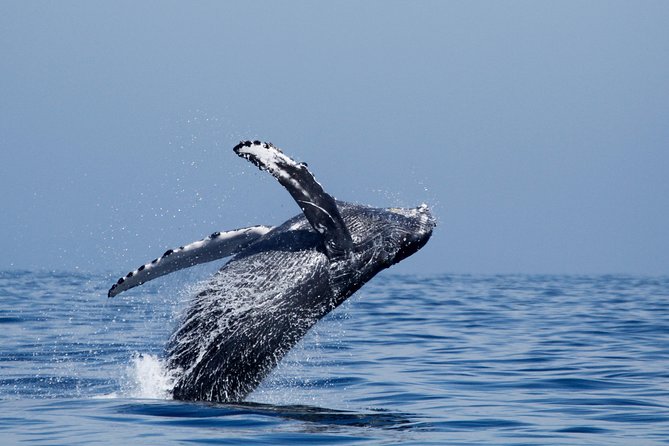 Two-Hour Luxury Whale Watching Tour from Oceanside - What you might see on the water