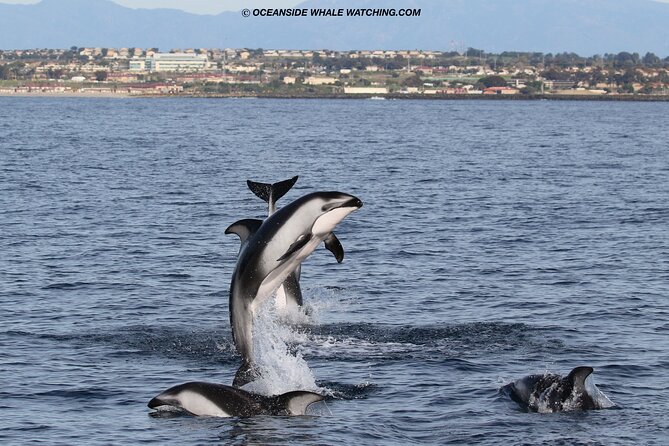 Two-Hour Luxury Whale Watching Tour from Oceanside - Who should book this Oceanside cruise?
