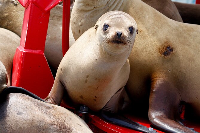 Two-Hour Luxury Whale Watching Tour from Oceanside - The route past the pier and along San Diego’s coast