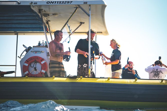 Ultimate 4 Hour Lanai Snorkel and Dolphin Encounter - Dolphins and humpback whales: bonus wildlife, not guarantees