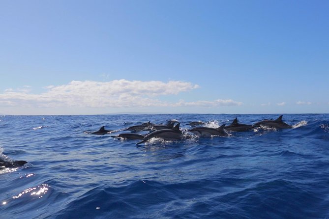 Ultimate 4 Hour Lanai Snorkel and Dolphin Encounter - First snorkel stop: coral, fish, and Lanai’s shoreline
