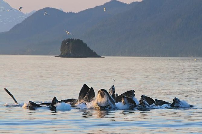 Ultimate Juneau Whale Watch and Mendenhall Glacier View - From downtown Juneau to Auke Bay in 25 minutes