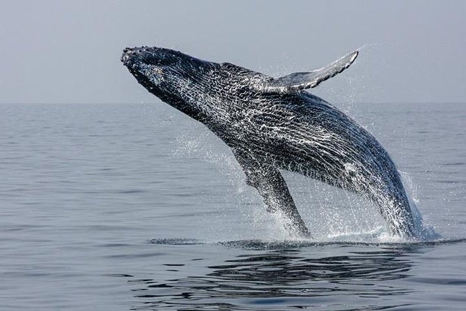 Ultimate Juneau Whale Watch and Mendenhall Glacier View - Two hours on Auke Bay waters