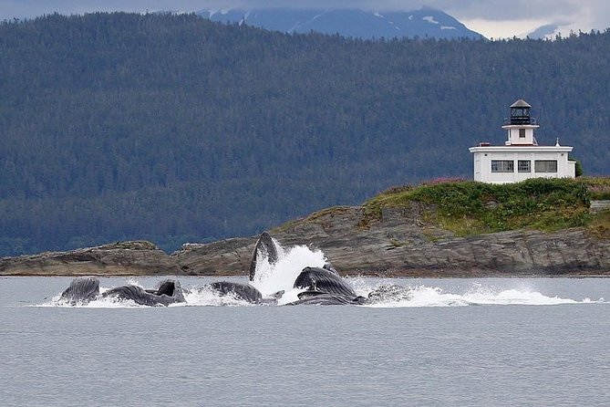 Ultimate Juneau Whale Watch and Mendenhall Glacier View - Why the $156 price can make sense