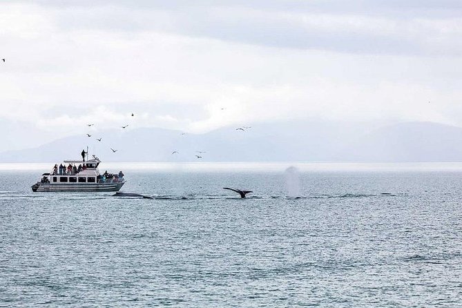 Ultimate Juneau Whale Watch and Mendenhall Glacier View - The wildlife checklist is longer than whales