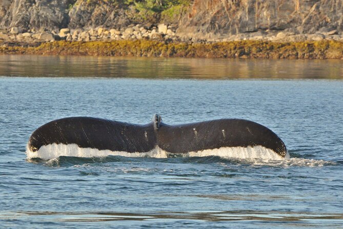 Ultimate Whale Watch and Tracy's Crab Shack Combo - Why this Juneau pairing works so well