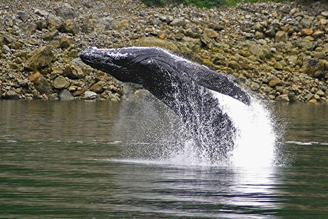 Ultimate Whale Watch and Tracy's Crab Shack Combo - What whale watching is really like