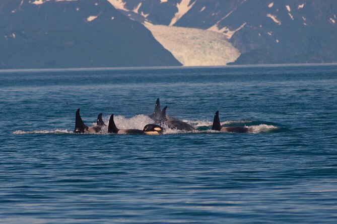 Ultimate Whale Watch and Tracy's Crab Shack Combo - Three hours searching for humpbacks