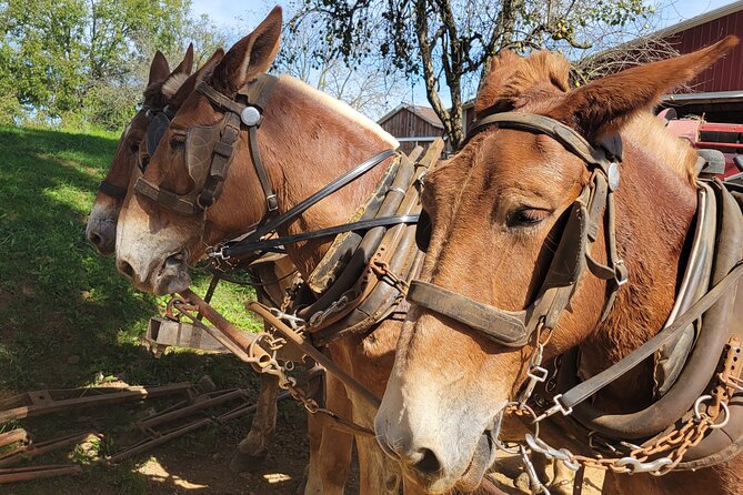 Unique Amish Immersion in Lancaster - Key points at a glance