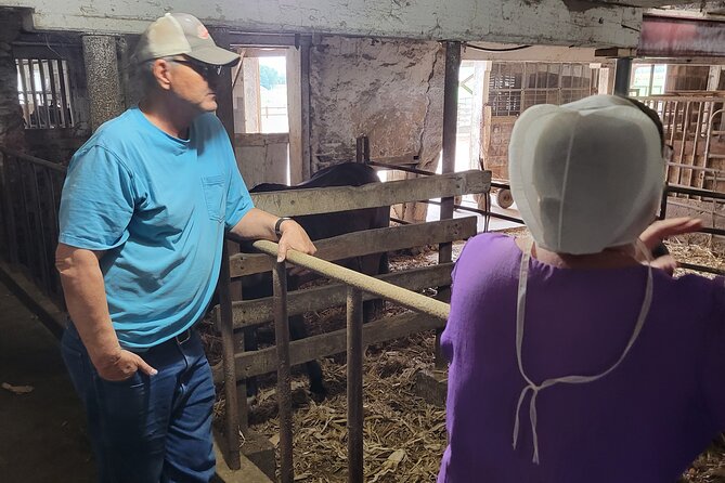 Unique Amish Immersion in Lancaster - Strasburg and the private Witness movie farm