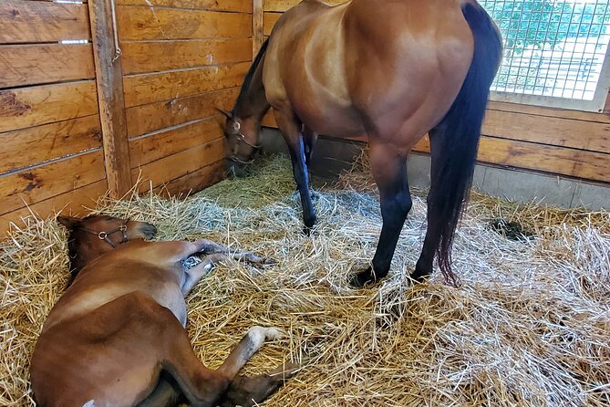 Unique Horse Farm Tours with Insider Access to Private Farms - Why this tour gives you more than a farm drive