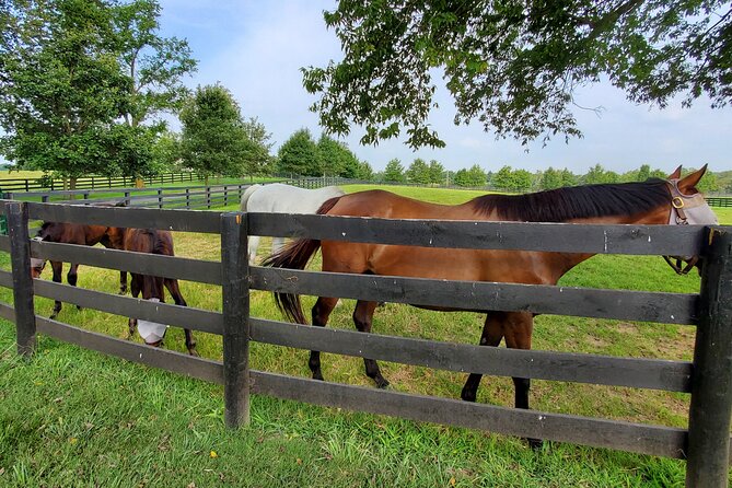 Unique Horse Farm Tours with Insider Access to Private Farms - The third stop changes with farm availability