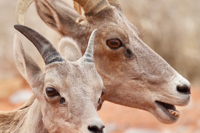 Valley of Fire and Red Rock Canyon Day Tour from Las Vegas - What the Red Rock Canyon stop really offers