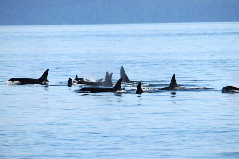 Vancouver: Covered Whale Watching Adventure with Free Photos - Leaving Granville Island for the Salish Sea
