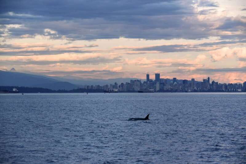 Vancouver: Covered Whale Watching Adventure with Free Photos - Searching for orcas, humpbacks, and smaller wildlife